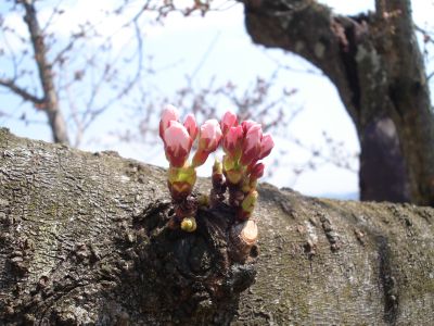 お花見しました