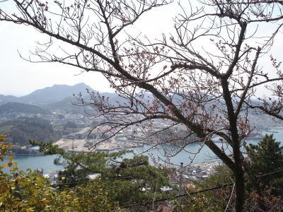 お花見しました