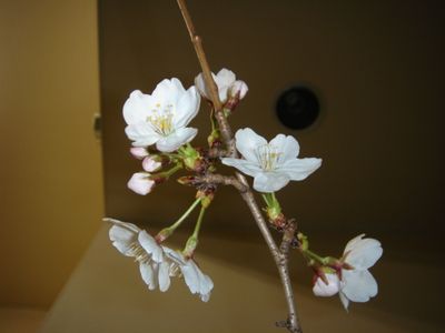 春が来た