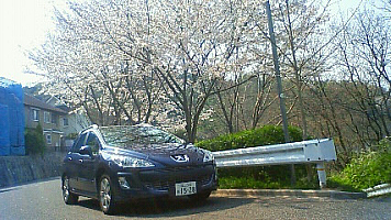 PEUGEOT×SAKURA