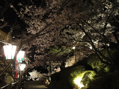 今からでも間に合う、桜の名所ご紹介