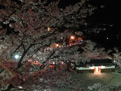 今からでも間に合う、桜の名所ご紹介