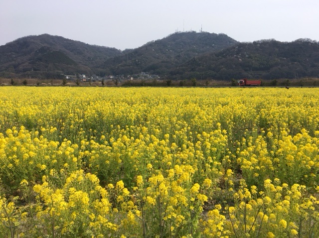 黄色いじゅうたん 菜の花畑