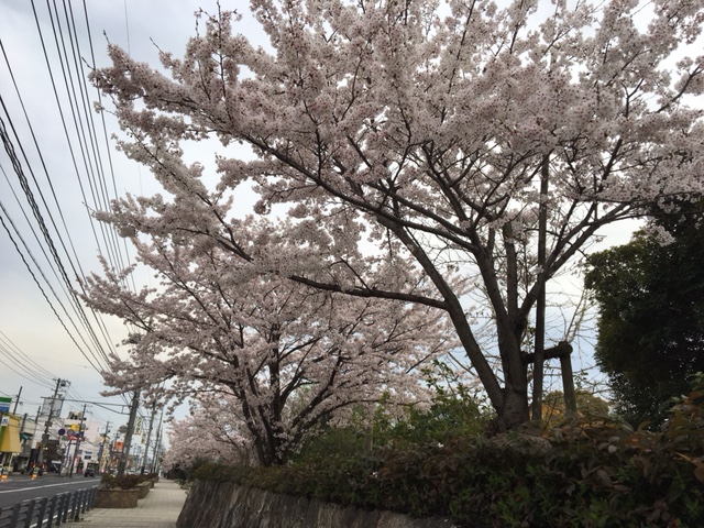 桜の緑町公園を散歩
