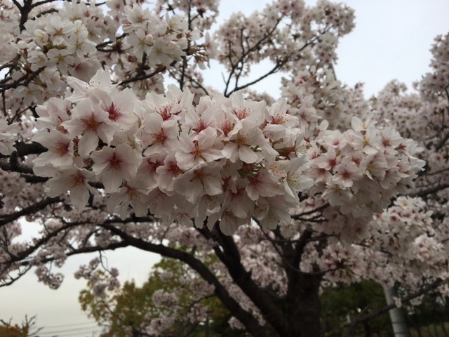 桜の緑町公園を散歩