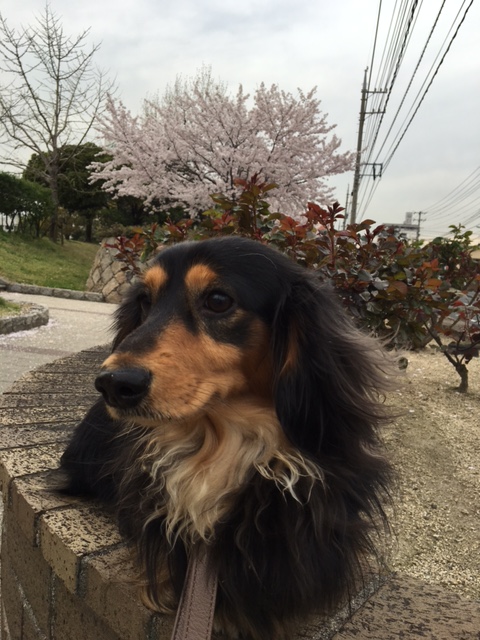 桜の緑町公園を散歩