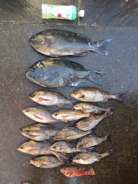 久しぶりの釣り