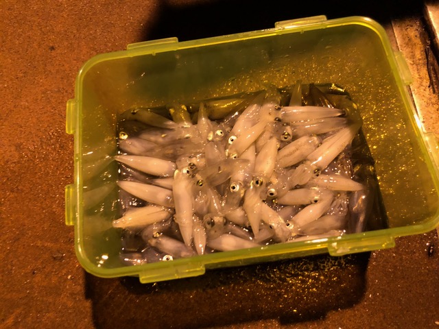 初めての釣り