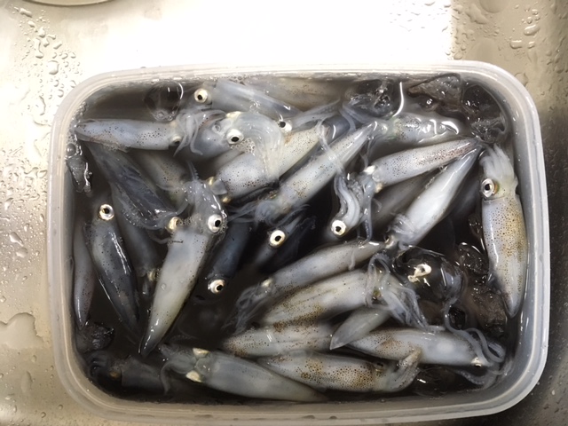初めての釣り
