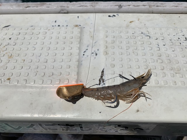 快晴船釣りはたして釣果は？