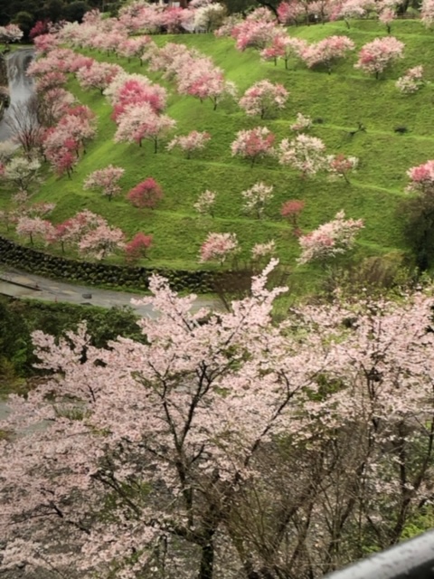 桜の季節