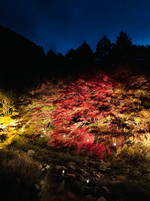 紅葉を見に行こうよう！