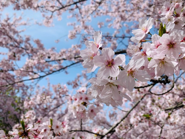 桜の季節