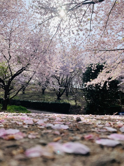 桜の季節